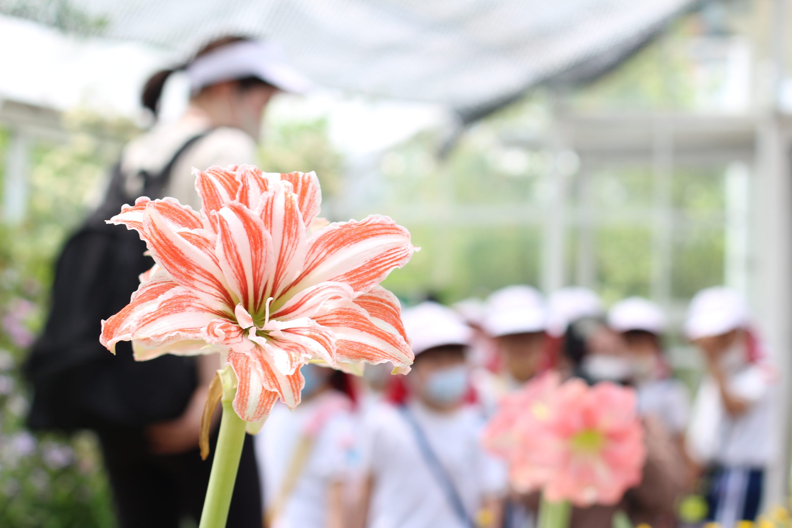 希望幼稚園ブログ